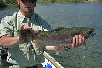 Story Lake trout