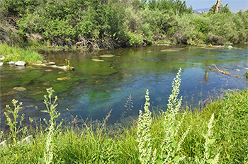 Montana Spring Creek